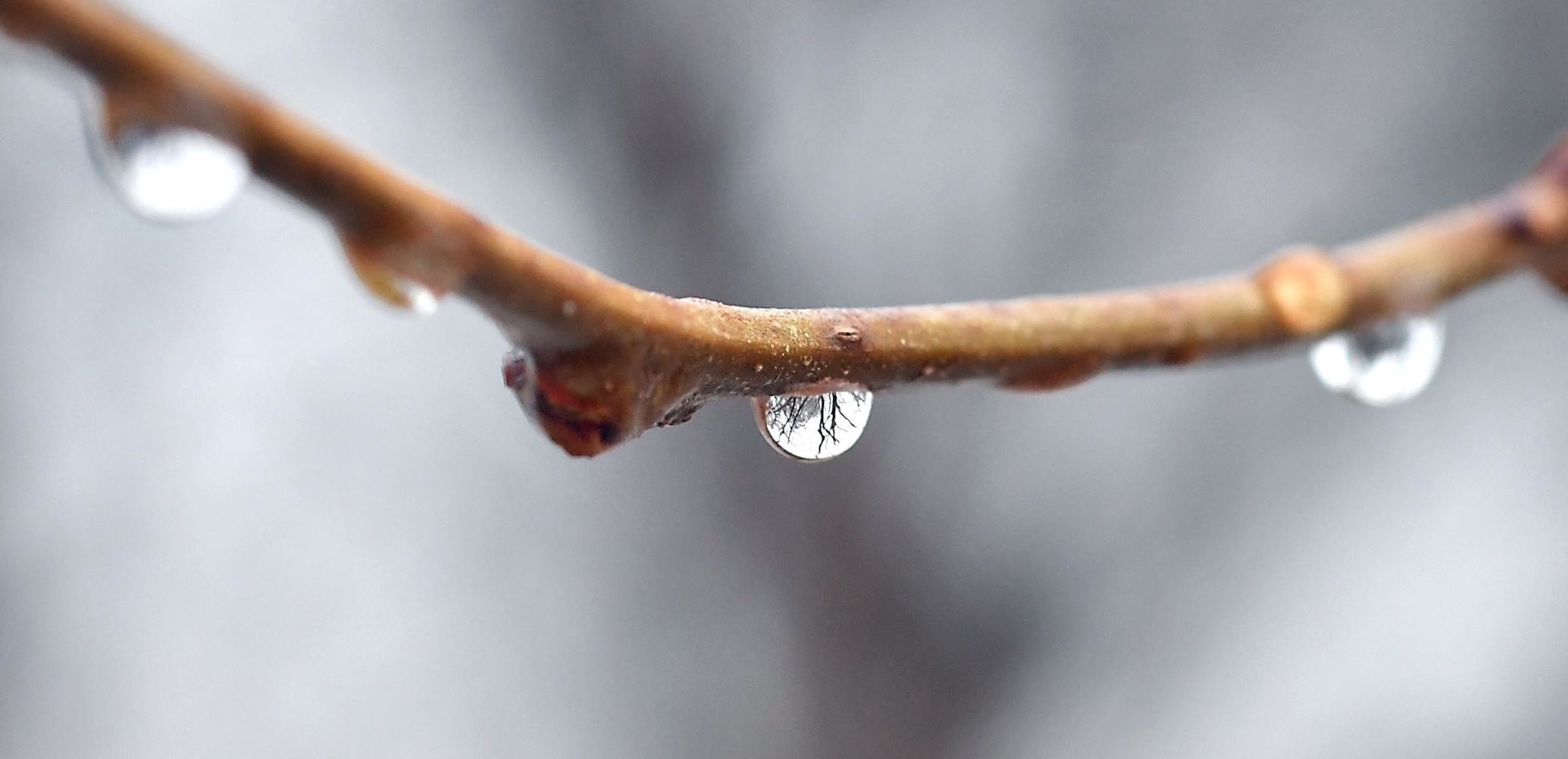Wet Morning